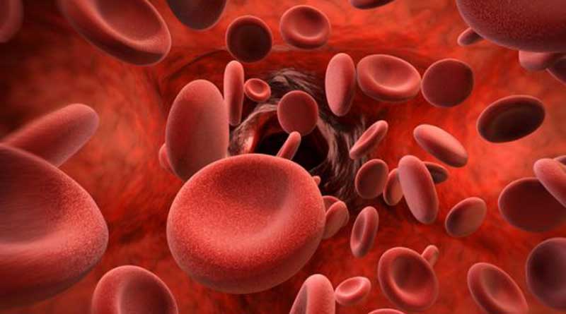 The red blood cells, contained in the blood, are a tiny part of our human body that have a very important function: to transfer oxygen to all the tissues of our body.