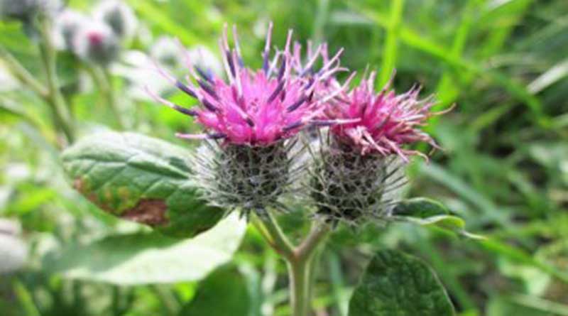 Why does burdock cure cold sores?