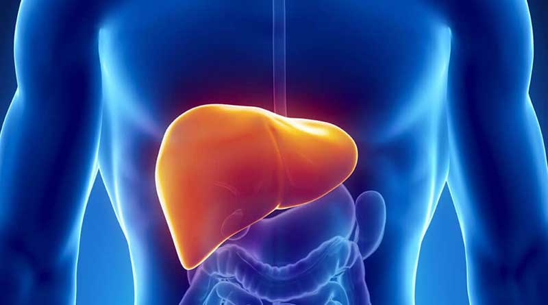 Do we know what the liver is and how it works?